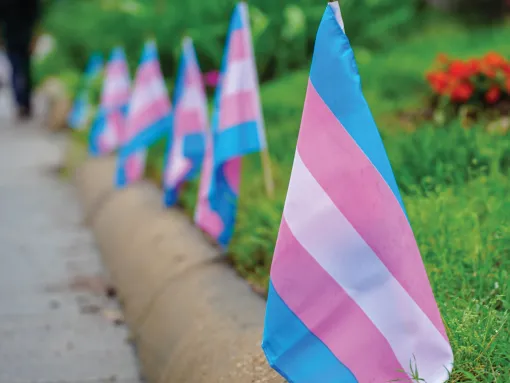 Transgender flags aligned on a lawn's edge